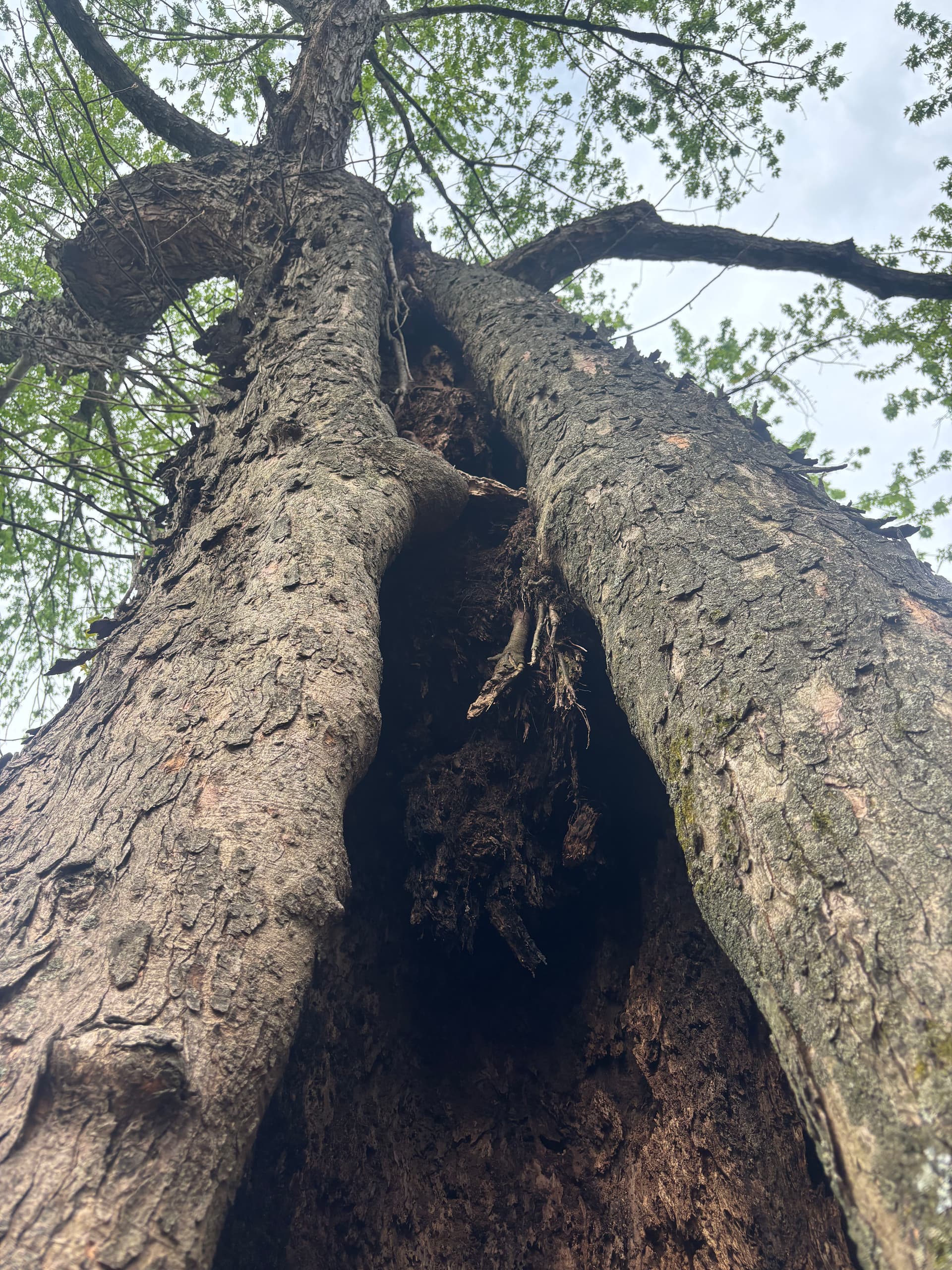 Gallery photos for Hollow Silver Maple Removal in White Oak: Image #2