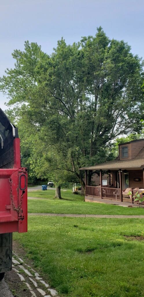 Project Trimming Back Trees That Were Pushing Into Roofs and Service Lines image