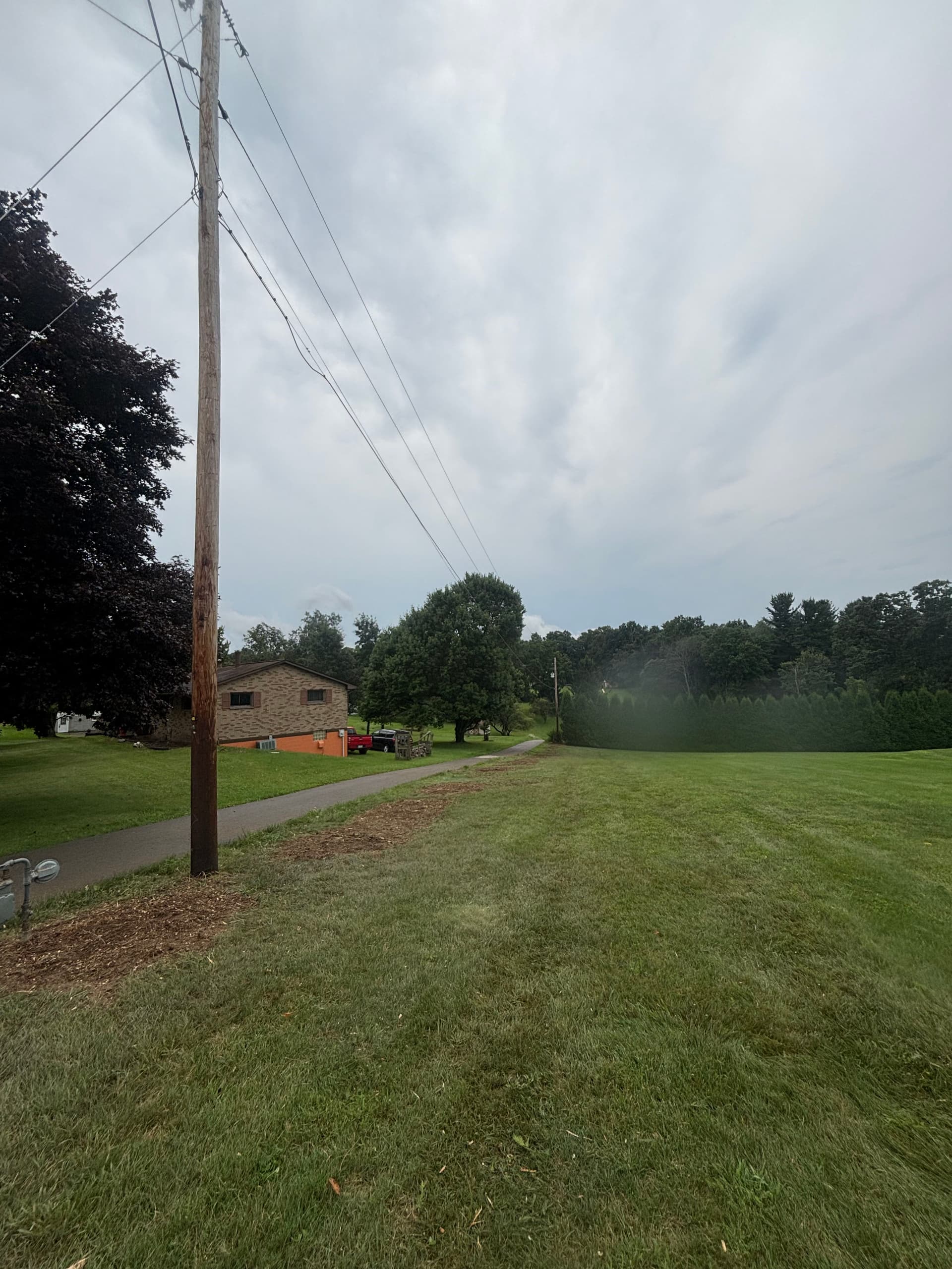 Gallery photos for 22 Arborvitae Removed and Stumps Ground Out in 6 Hours: Image #3