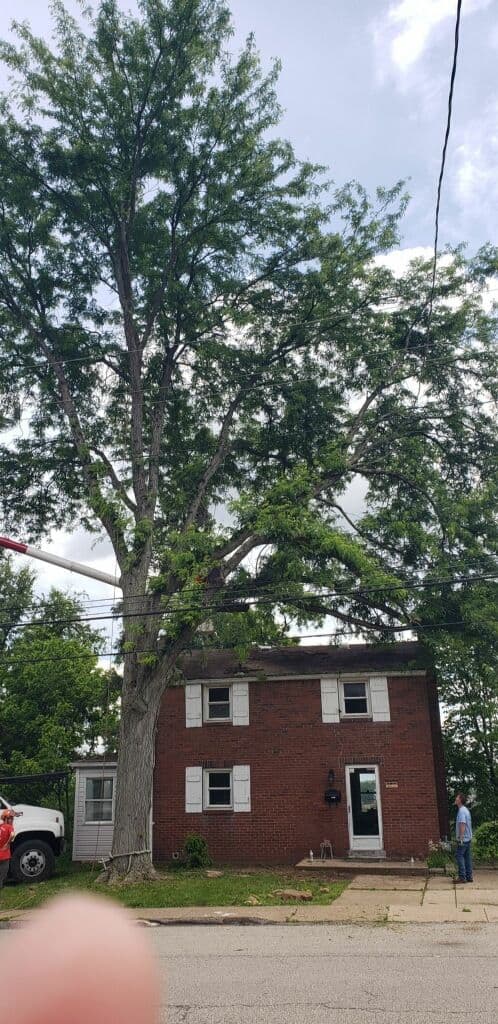 Gallery photos for Trimming Back Trees That Were Pushing Into Roofs and Service Lines: Image #4