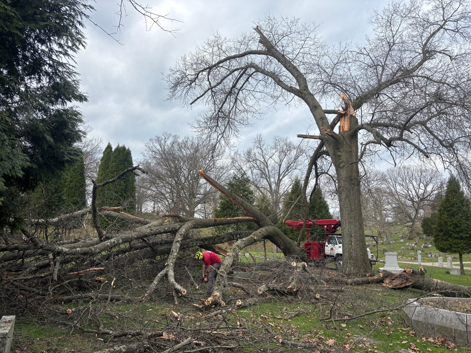 Gallery photos for Storm-Damaged Oak Removed at Homewood Cemetery in Shady Side: Image #2