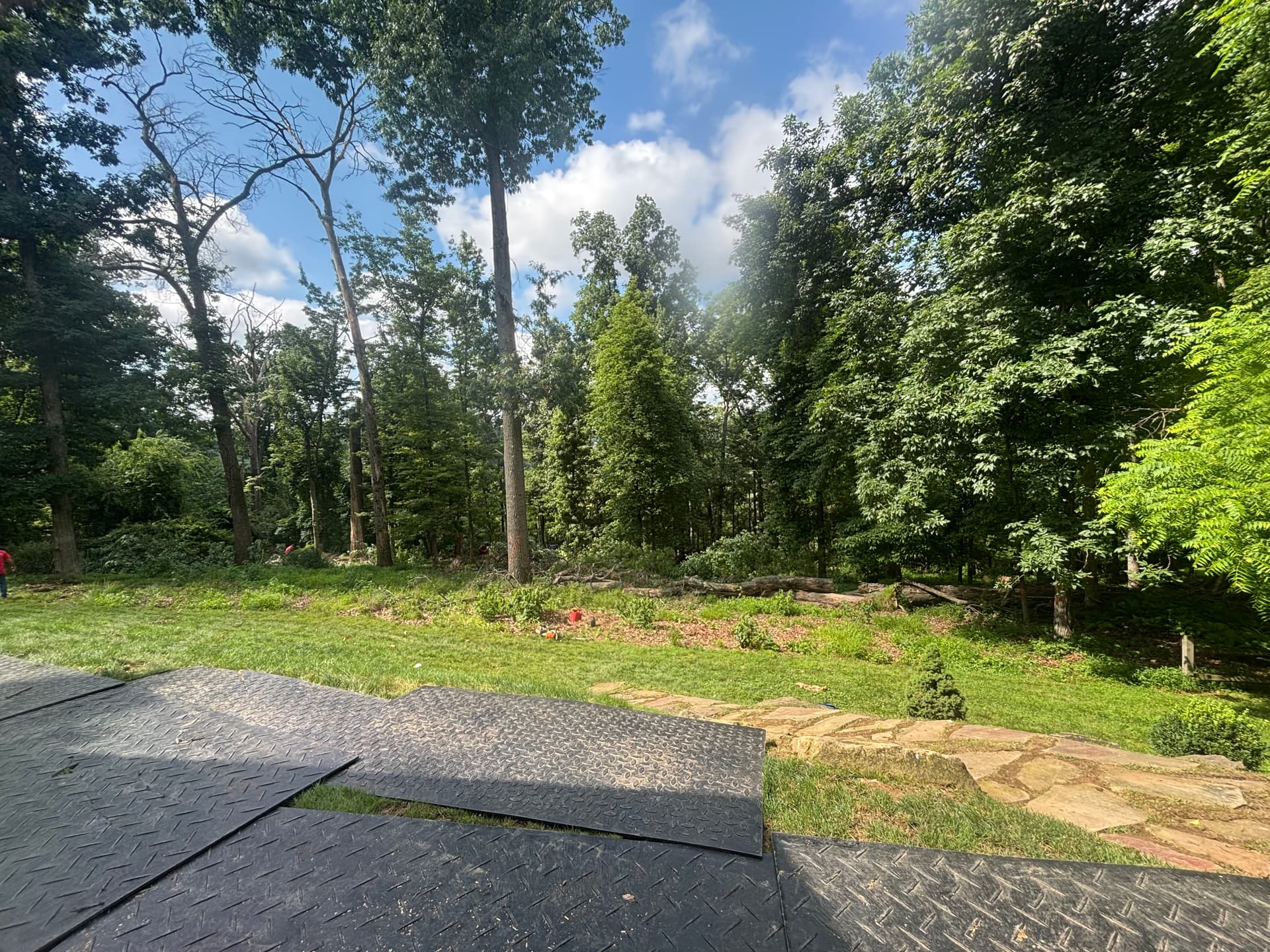 Gallery photos for From Wooded Backyard to Open Usable Space in McCandless: Image #2