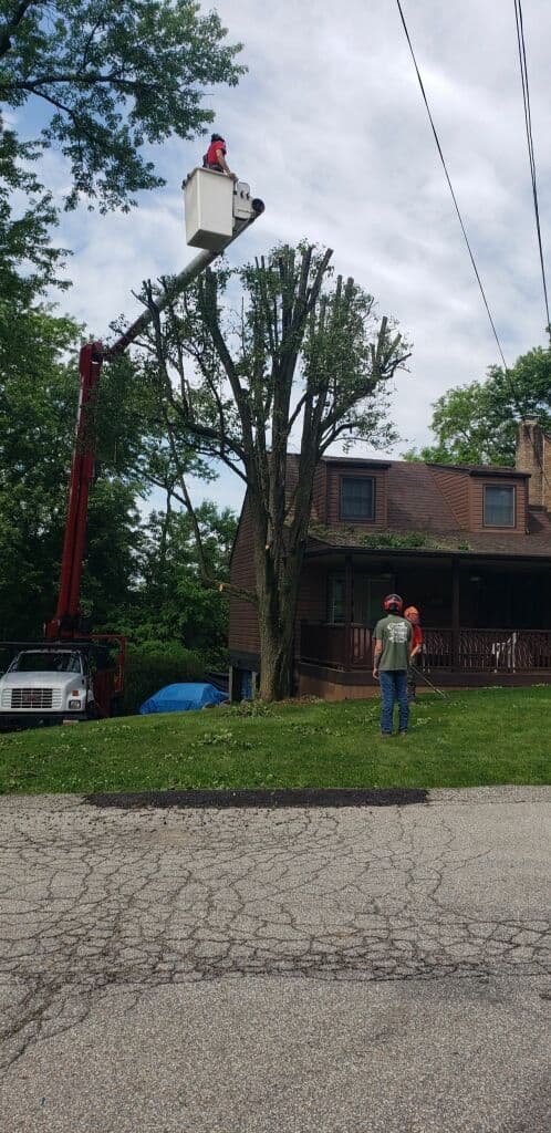 Gallery photos for Trimming Back Trees That Were Pushing Into Roofs and Service Lines: Image #2