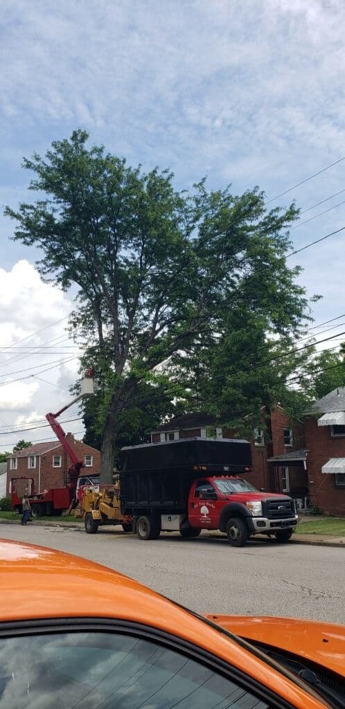 Gallery photos for Trimming Back Trees That Were Pushing Into Roofs and Service Lines: Image #3
