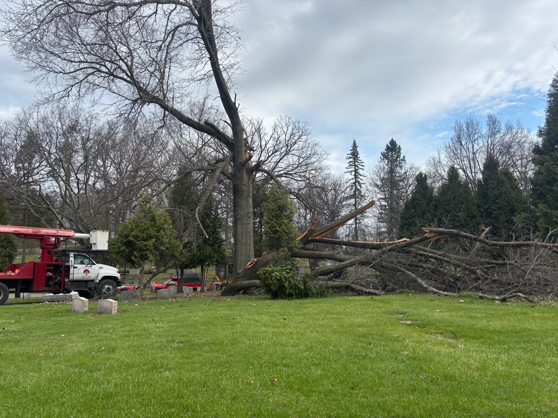 Storm-Damaged Oak Removed at Homewood Cemetery in Shady Side image