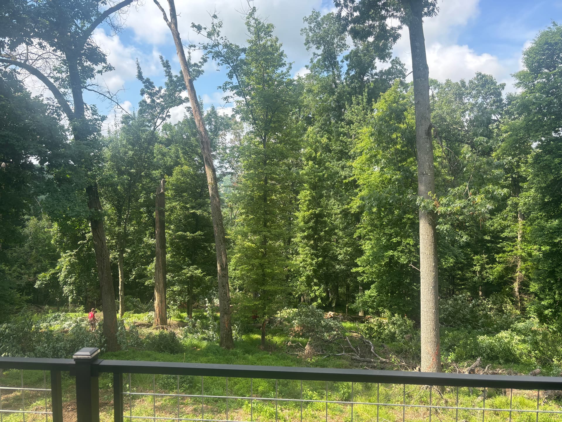 From Wooded Backyard to Open Usable Space in McCandless image