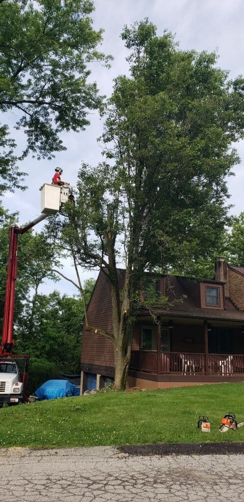 Gallery photos for Trimming Back Trees That Were Pushing Into Roofs and Service Lines: Image #1