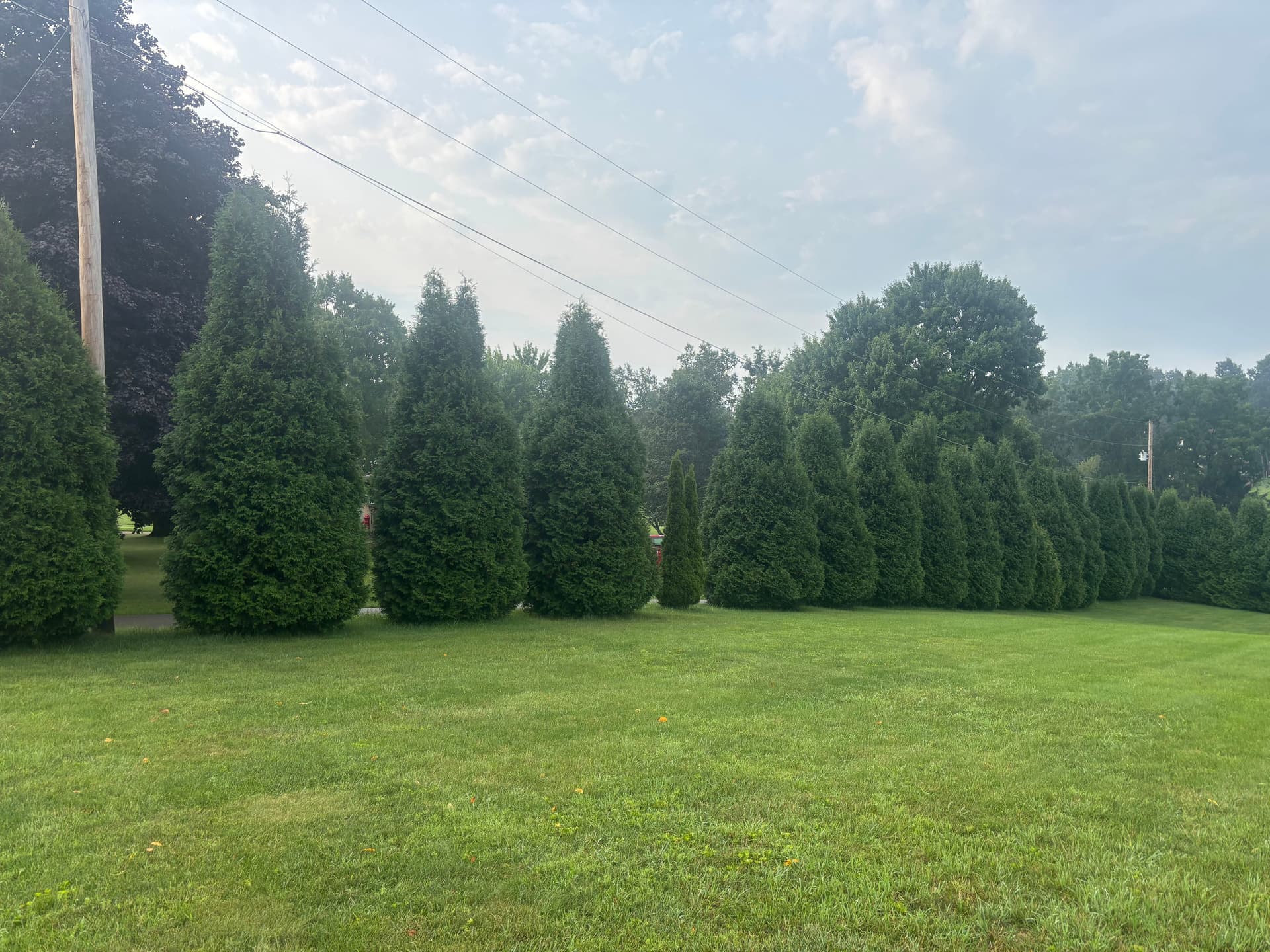 Gallery photos for 22 Arborvitae Removed and Stumps Ground Out in 6 Hours: Image #1