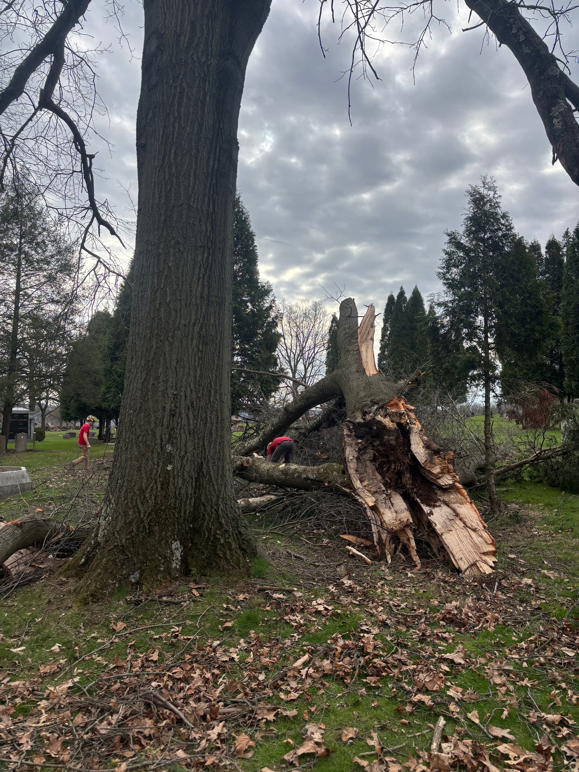 Gallery photos for Storm-Damaged Oak Removed at Homewood Cemetery in Shady Side: Image #1