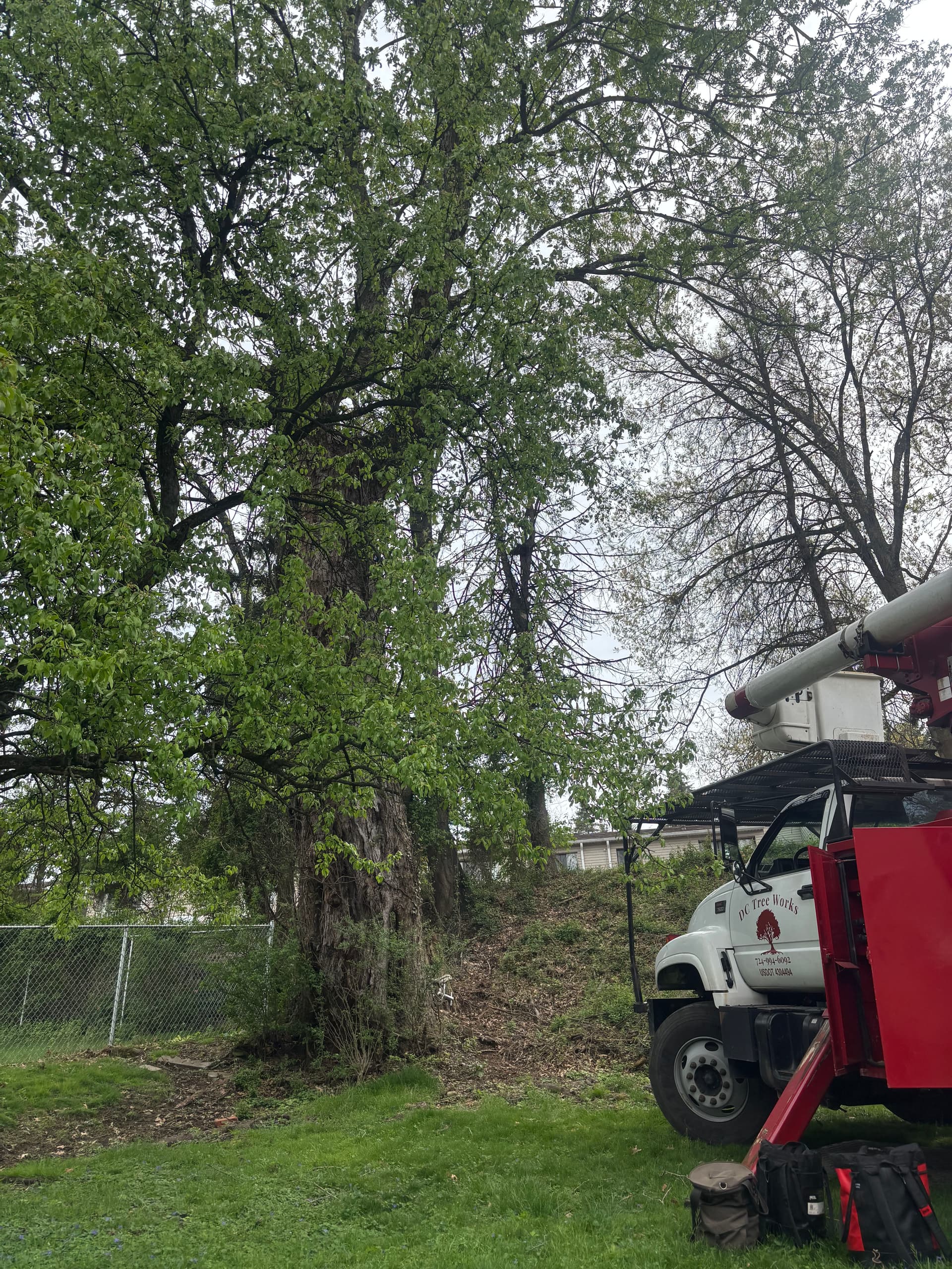 Hollow Silver Maple Removal in White Oak image