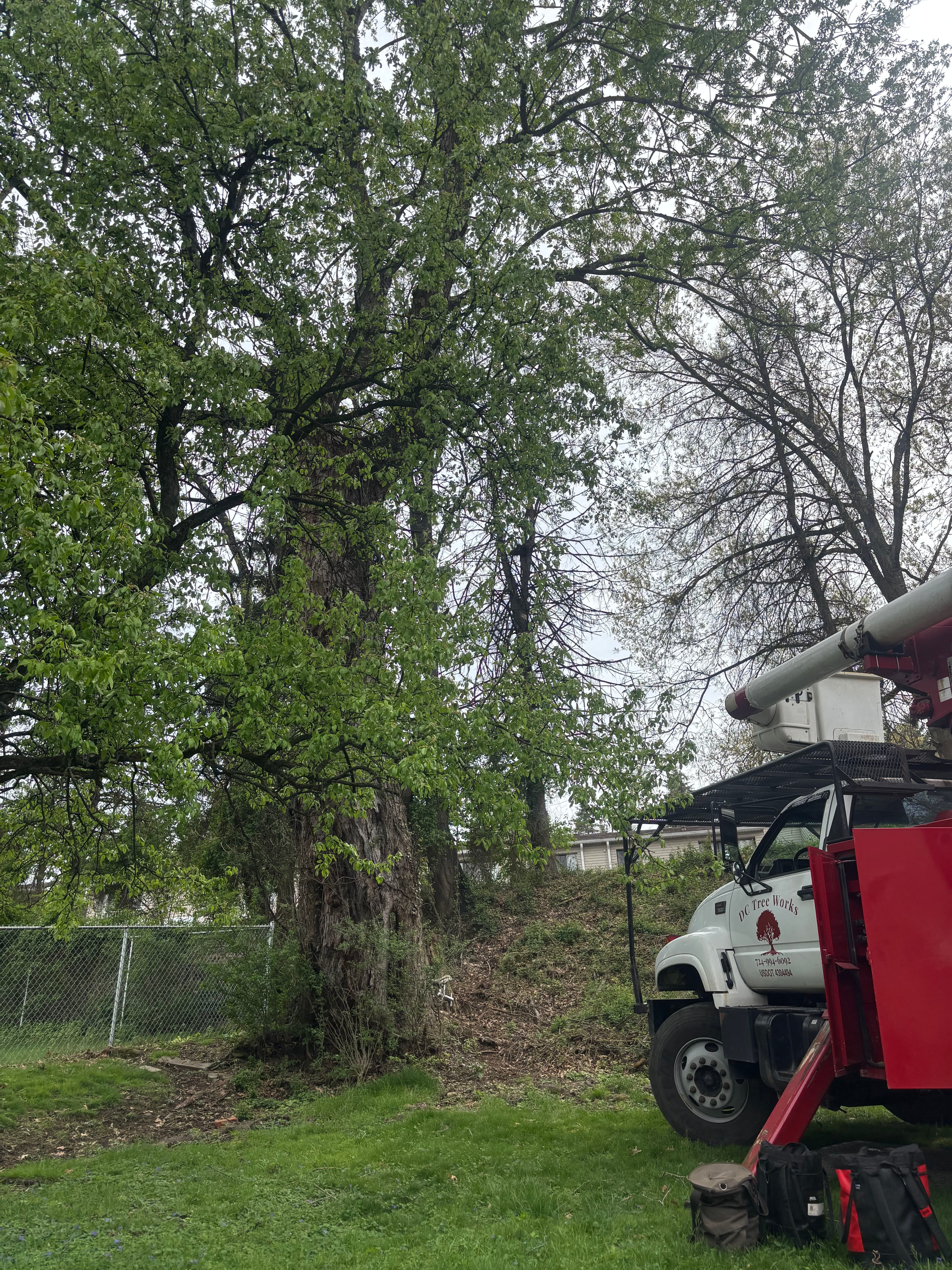 Project Hollow Silver Maple Removal in White Oak image