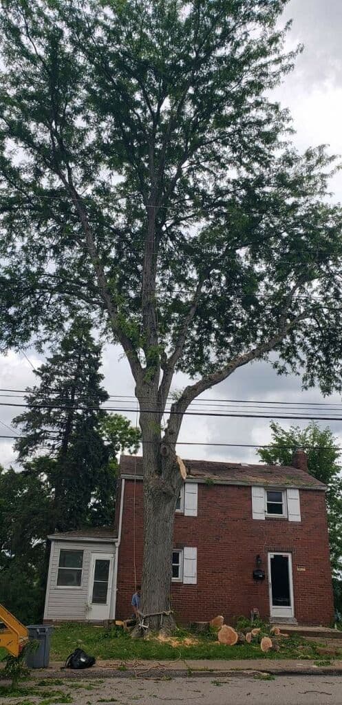 Gallery photos for Trimming Back Trees That Were Pushing Into Roofs and Service Lines: Image #5