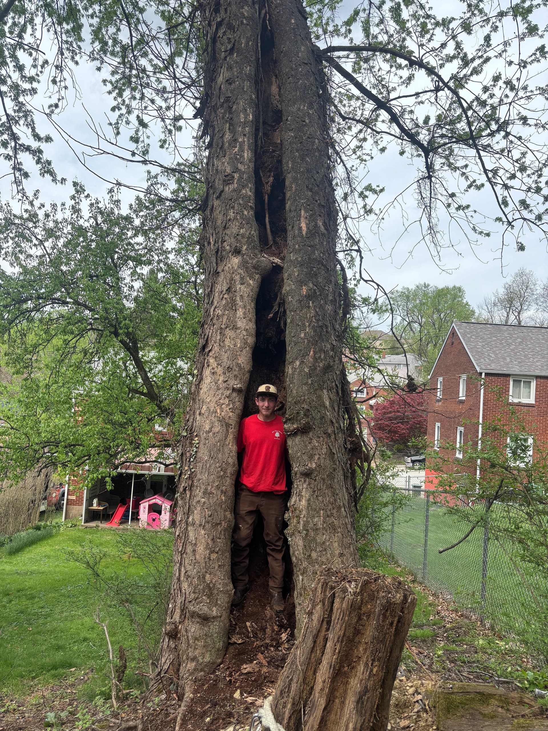 Gallery photos for Hollow Silver Maple Removal in White Oak: Image #1