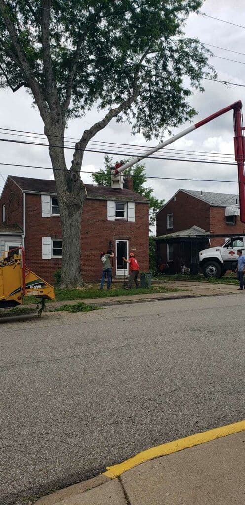 Gallery photos for Trimming Back Trees That Were Pushing Into Roofs and Service Lines: Image #6