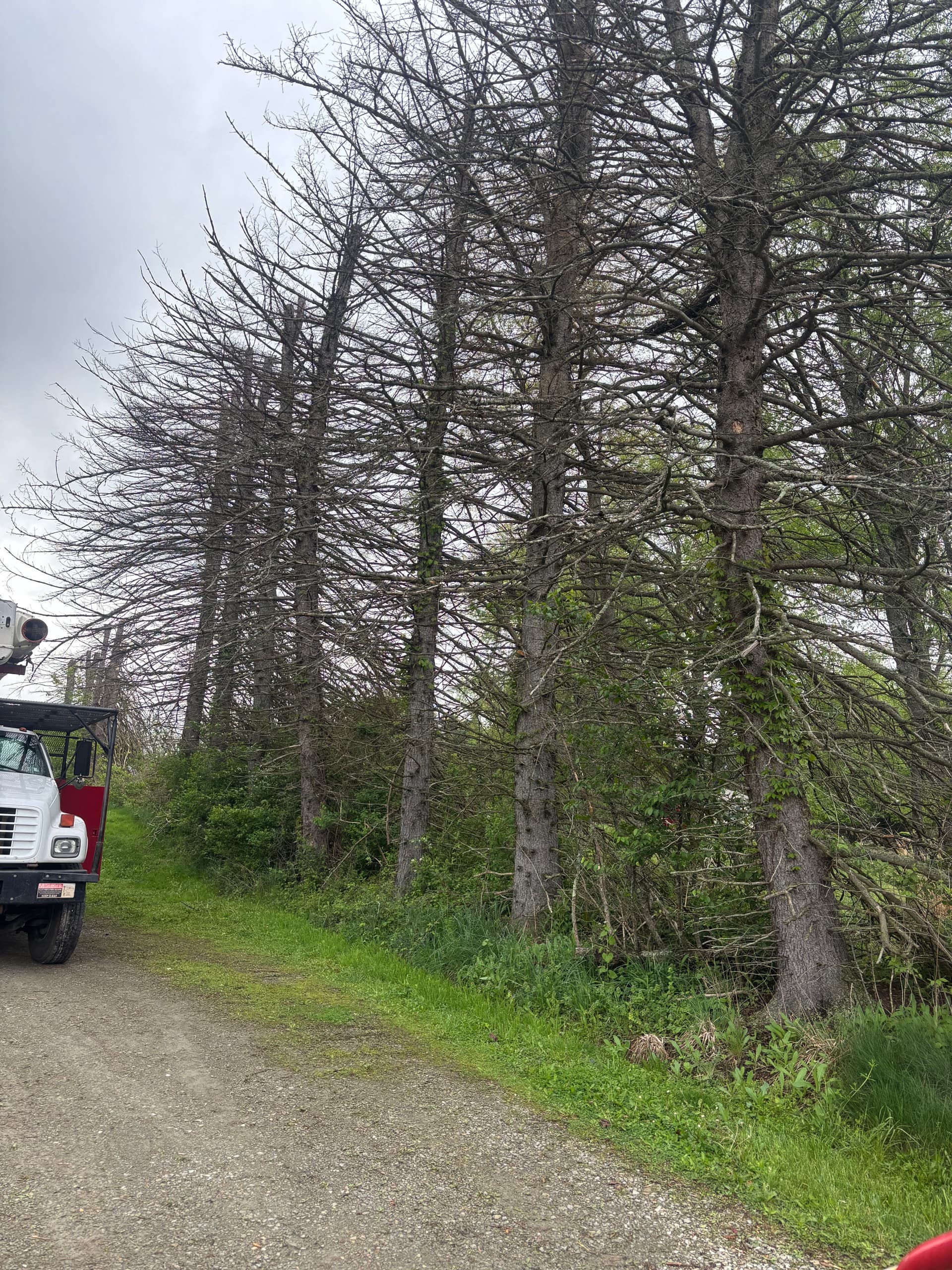 Pine Row Removal Opens Up Space for a New Driveway image