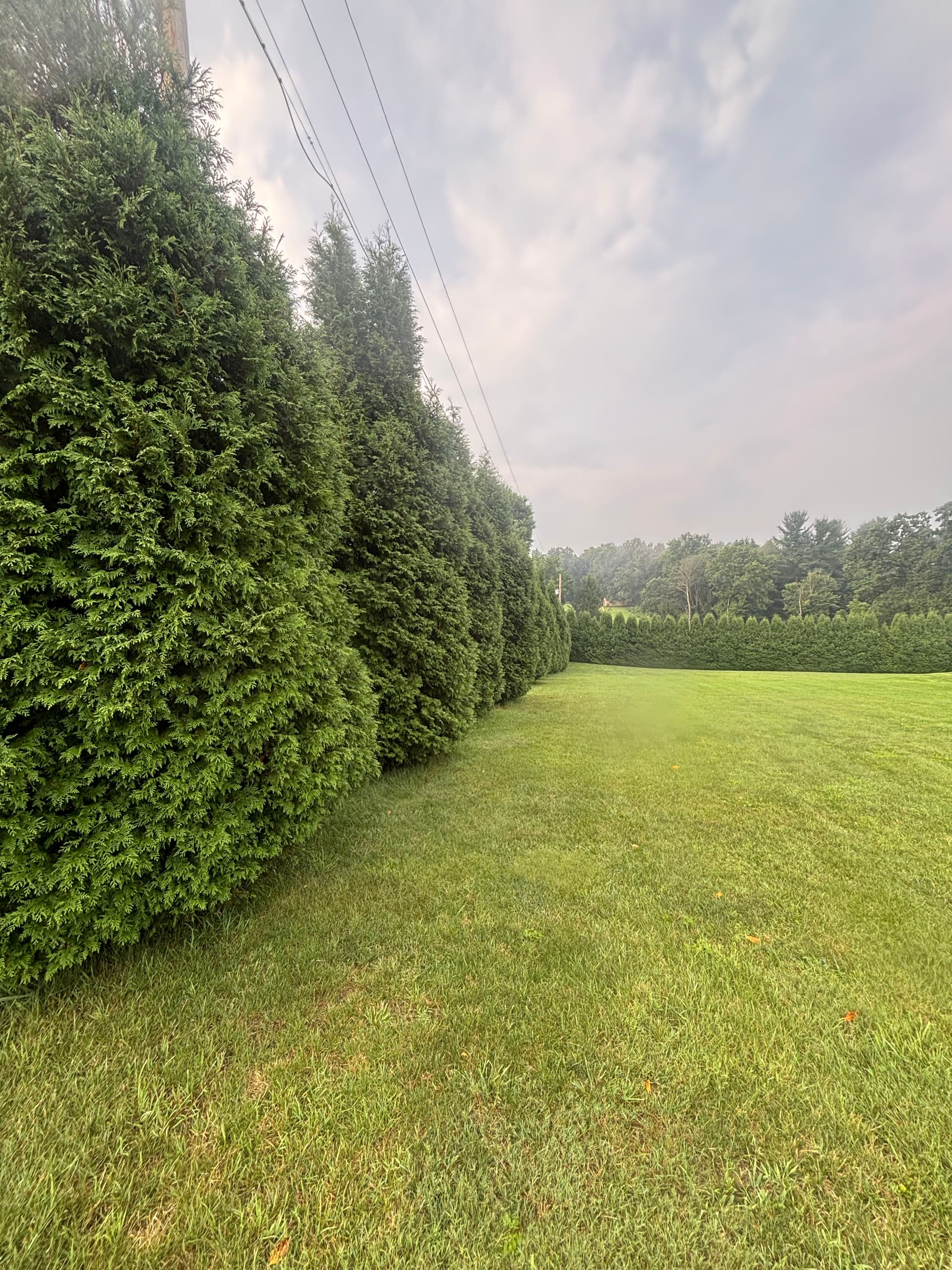22 Arborvitae Removed and Stumps Ground Out in 6 Hours image