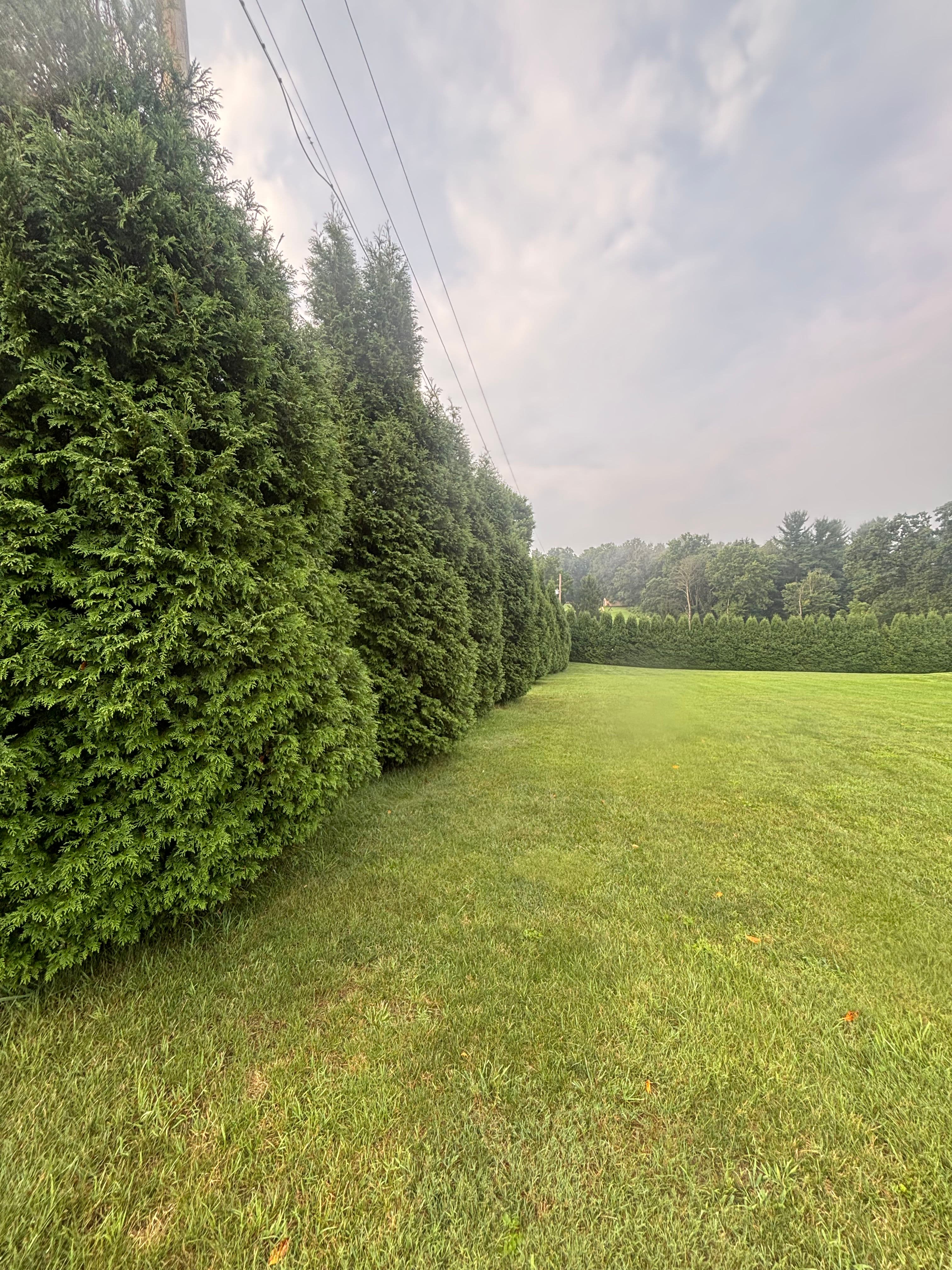 Project 22 Arborvitae Removed and Stumps Ground Out in 6 Hours image