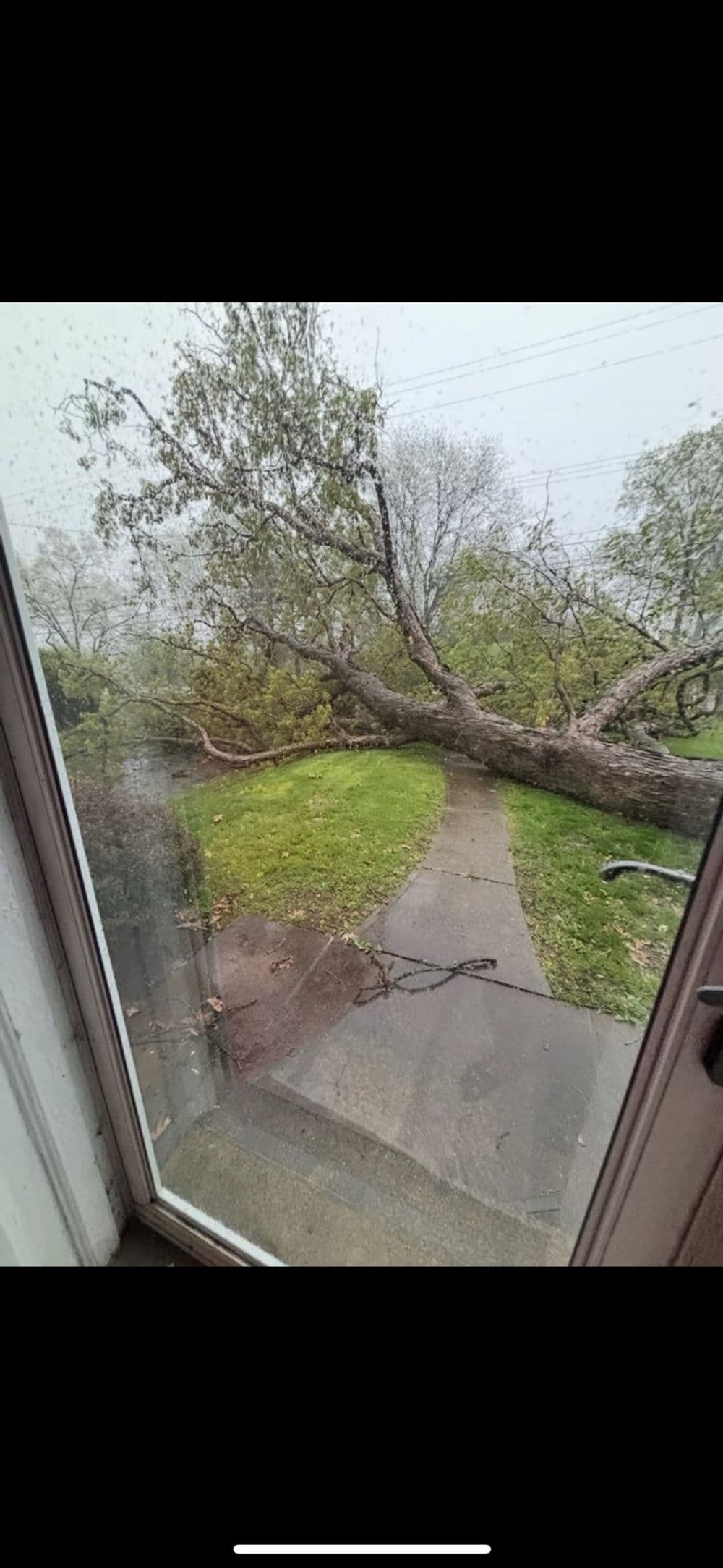 Fallen tree blocking walkway during rainy weather view from inside a house.