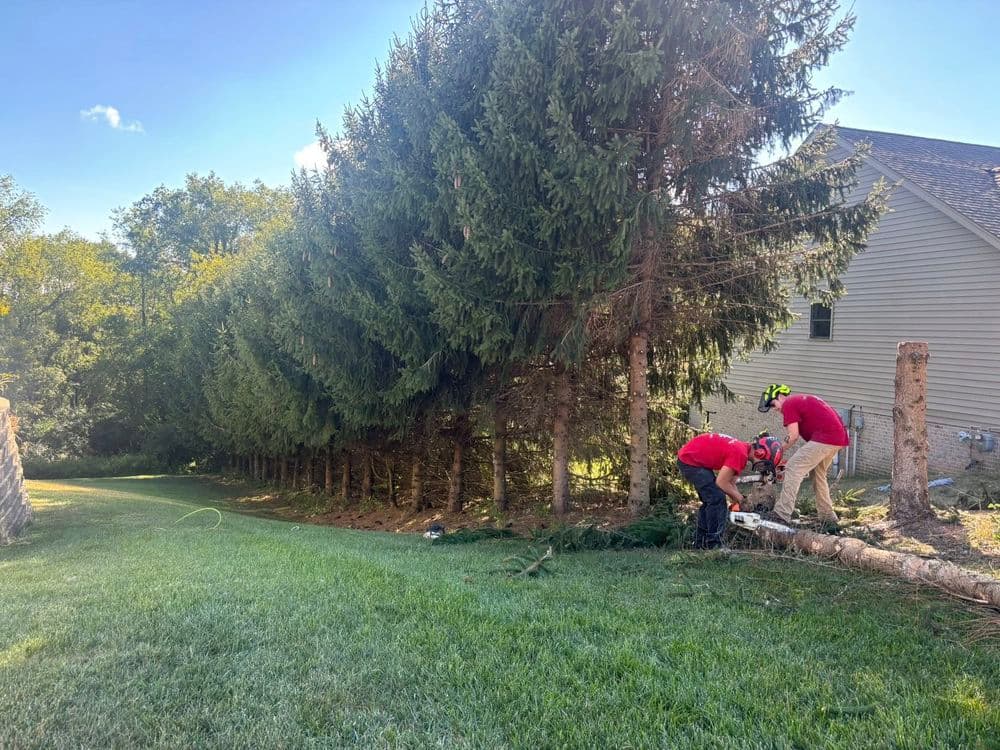 Tree removal service working on a row of tall evergreens next to a house.
