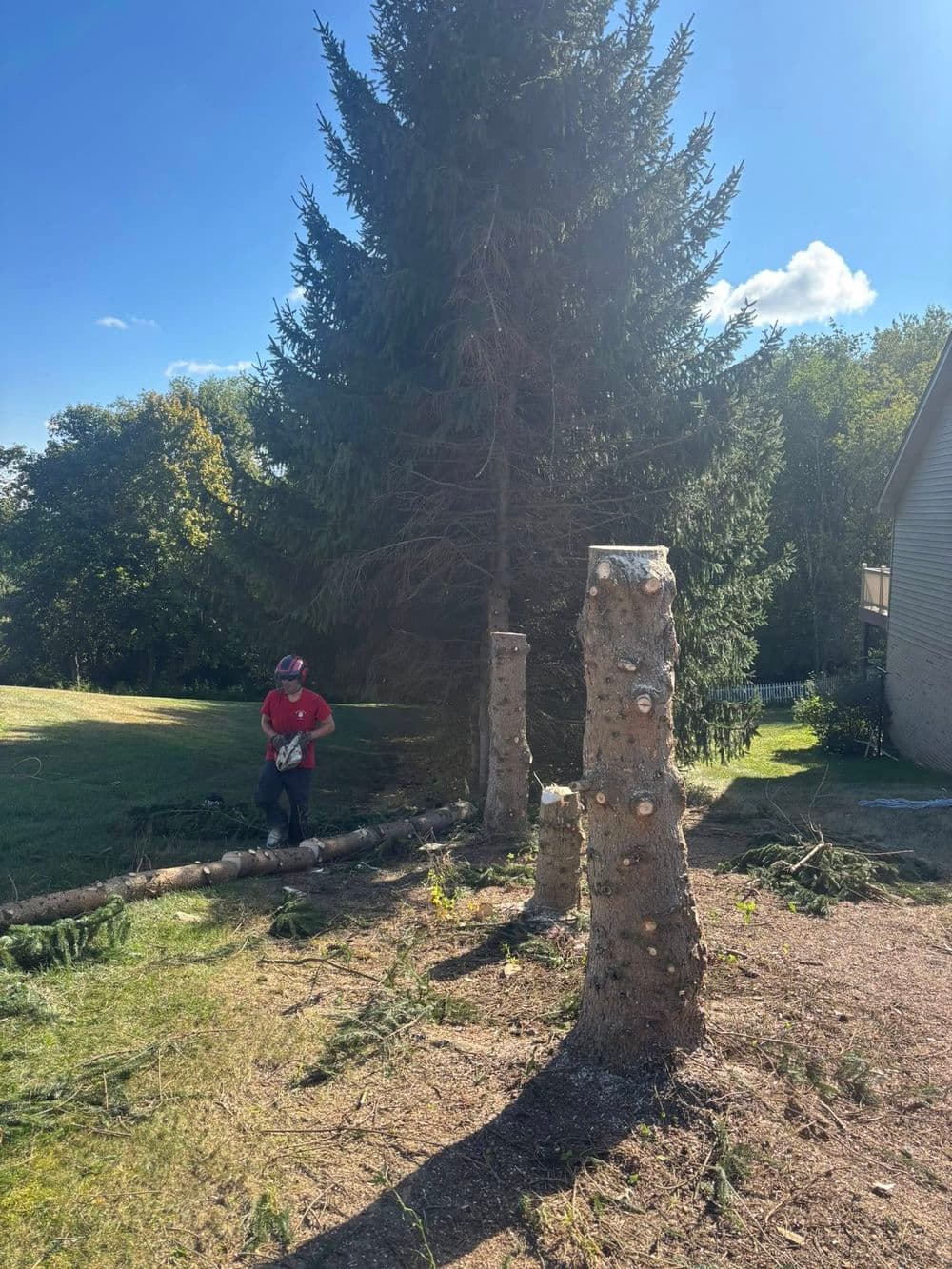 Man using chainsaw to cut down trees in a residential yard with clear blue sky.