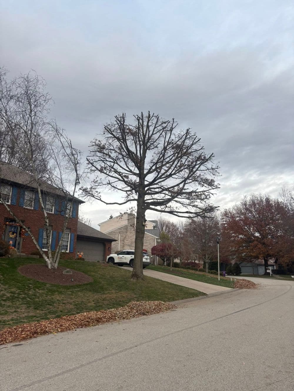Leafless tree in residential neighborhood during autumn, cloudy sky, and fallen leaves.
