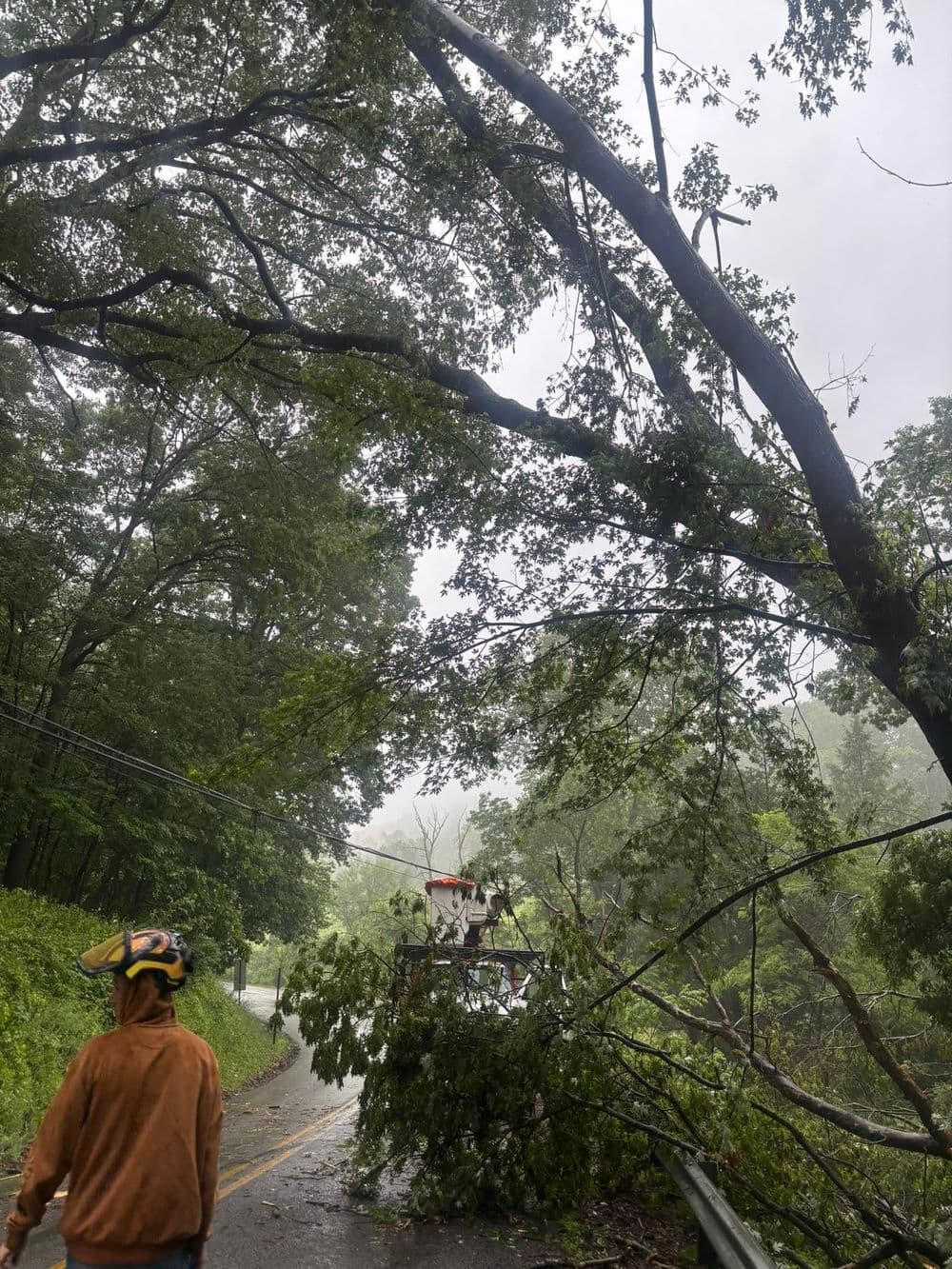 Worker in helmet assessing fallen tree on road during severe weather conditions.