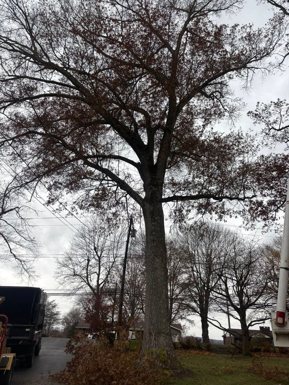 Tree Pruning image
