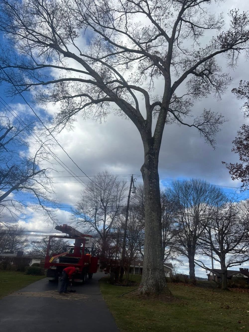 Tree removal in progress with a red truck parked on a residential street under a cloudy sky.