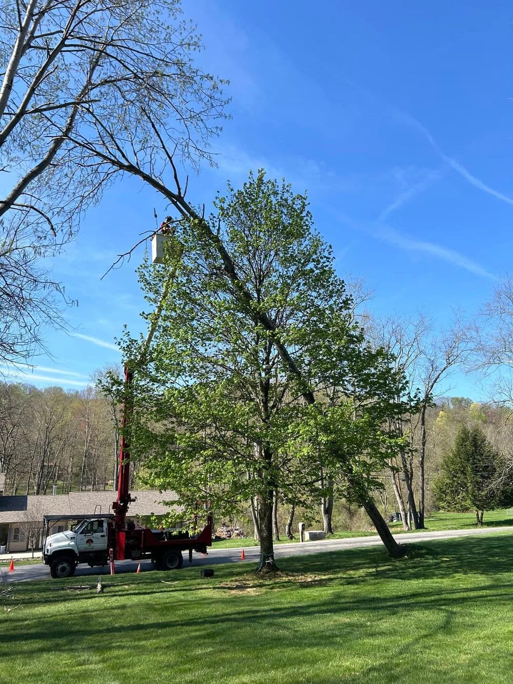 Tree trimming service using a boom truck near a residential area on a sunny day.