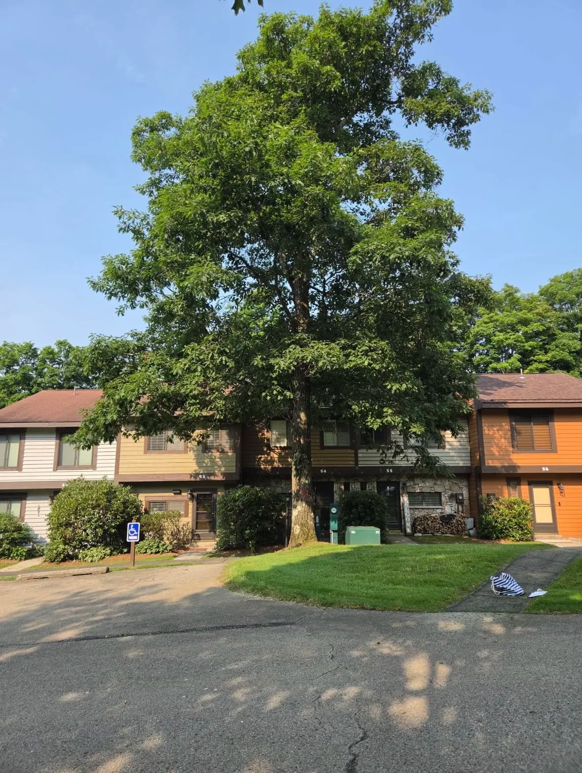 Gallery photos for Tree Pruning and Removal Across Seven Springs and Swiss Mountain: Image #4