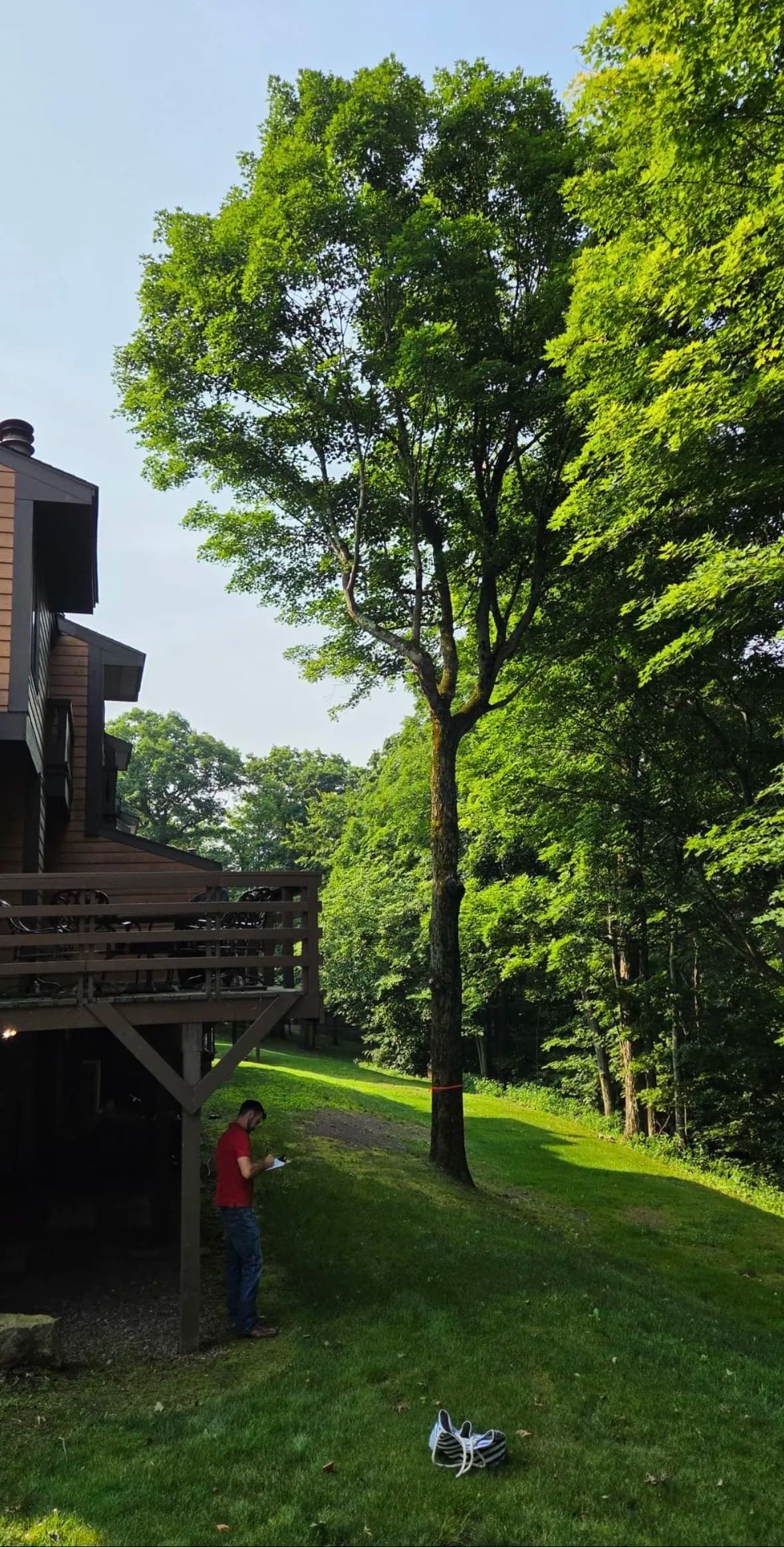 Tree Pruning and Removal Across Seven Springs and Swiss Mountain image