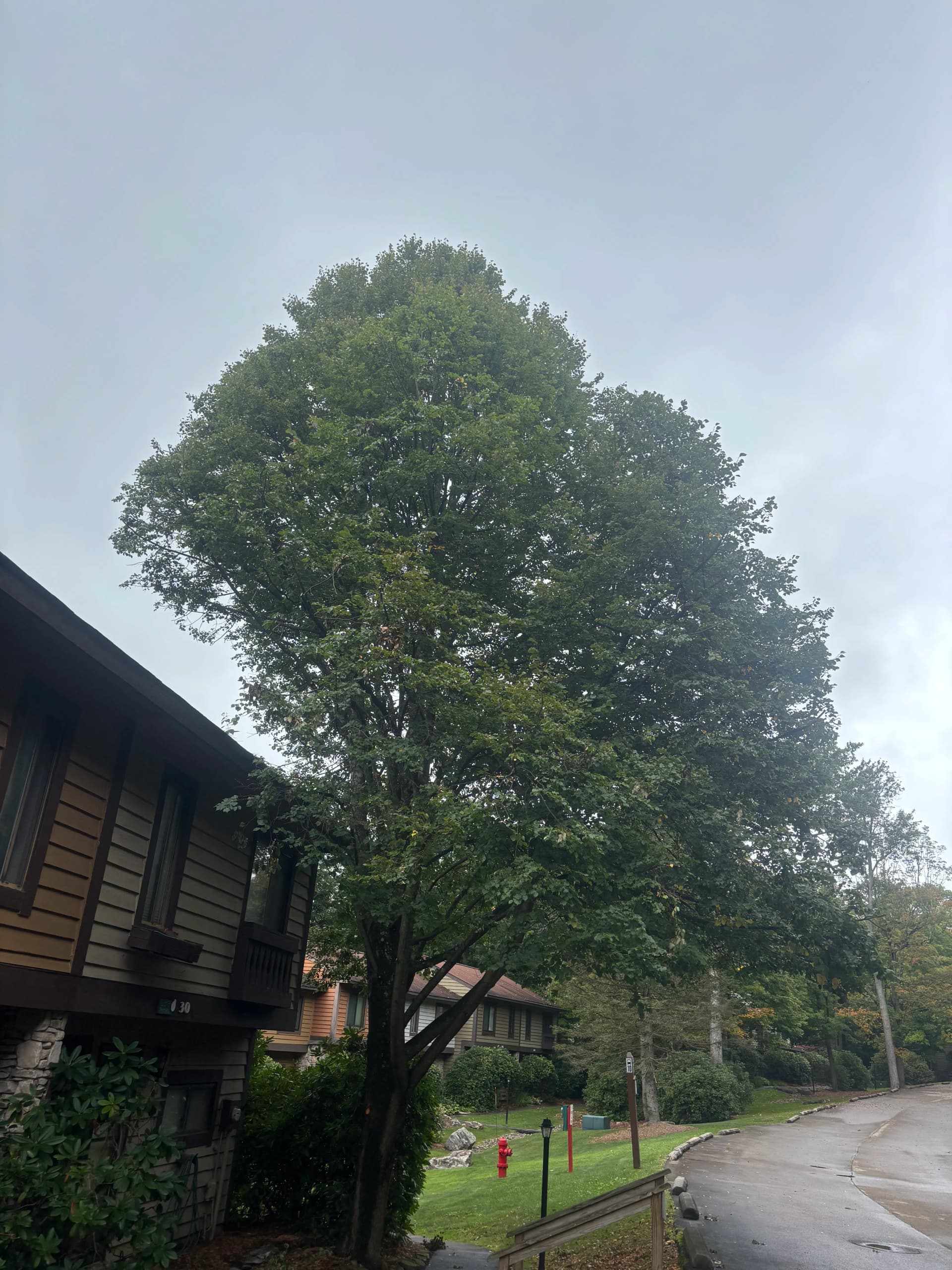 Gallery photos for Tree Pruning and Removal Across Seven Springs and Swiss Mountain: Image #3