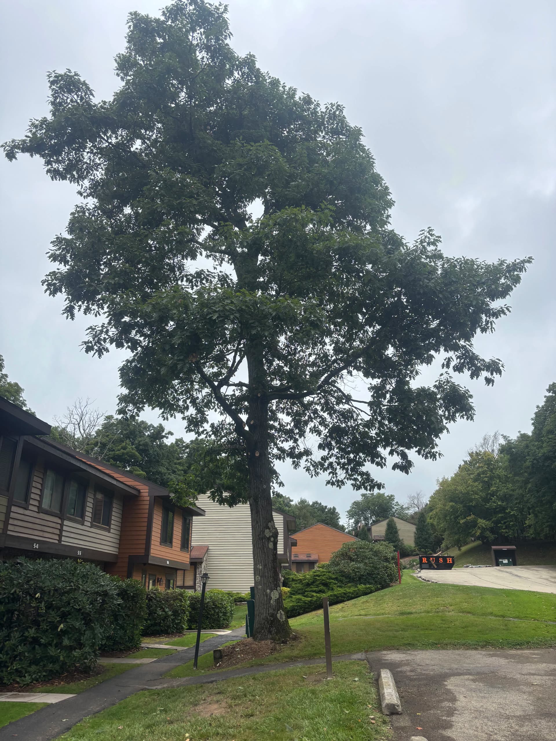 Gallery photos for Tree Pruning and Removal Across Seven Springs and Swiss Mountain: Image #5