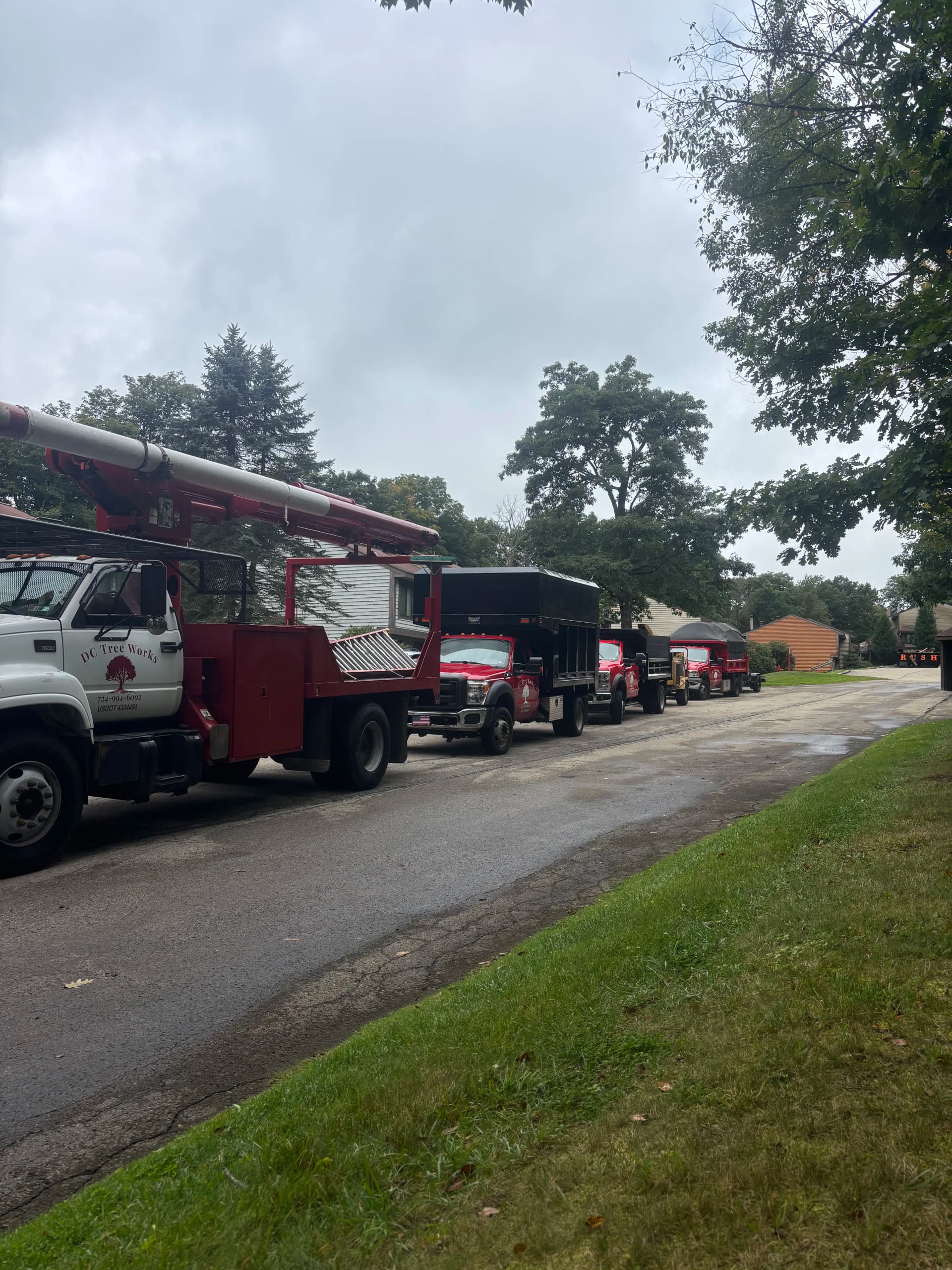 Gallery photos for Tree Pruning and Removal Across Seven Springs and Swiss Mountain: Image #8