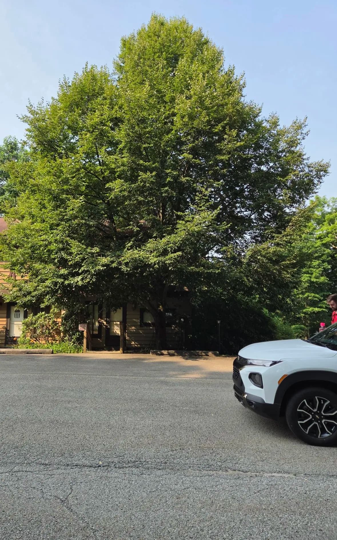 Gallery photos for Tree Pruning and Removal Across Seven Springs and Swiss Mountain: Image #2